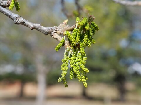 Male Flowers (Catkins) of Bur Oak (Quercus macrocarpa) in Early Spring, Colorado