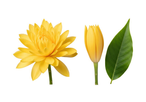 ultra-realistic macro close-up of vibrant yellow champaca flowers, one fully open, isolated on a solid transparent background with no shadows, concept of botanical precision and purity