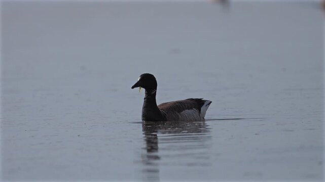 Brant swimming with seaweed in mouth