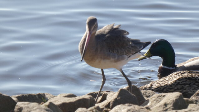godwit and a mallard 