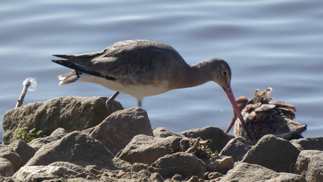 A godwit forages by the water