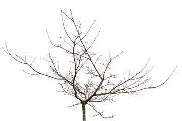 Fototapeta premium Natural young oak tree with thin branches and early growth structure isolated on transparent background. Small deciduous tree, ideal for landscaping
