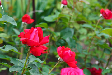 Obraz premium Close up, macro of bright red rose in full bloom captured on soft green garden background with natural outdoor light, decorative flowers and green foliage. Spring, nature, gardening, plant breeding.