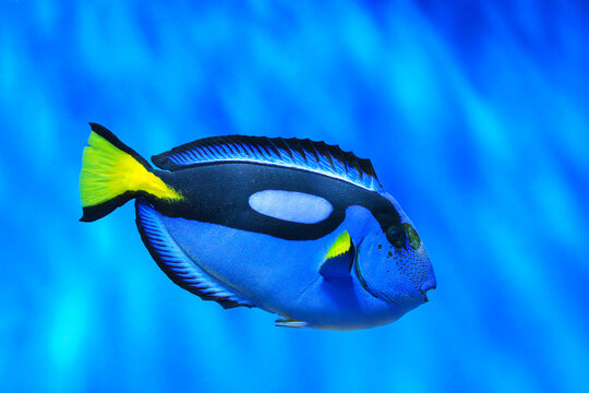 Paracanthurus hepatus, blue tang or blue surgeonfish fish swimming in clear aquarium water with smooth blue background. Fish tank or oceanarium, underwater life, aquatic animal,marine life