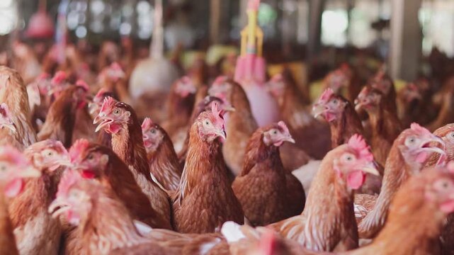 A lot of brown chicken in chicken farm