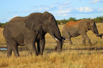 Fototapeta premium Afrikanischer Elefant / African elephant / Loxodonta africana
