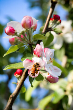 Une abeille butine des fleurs de pommier