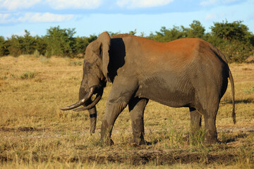 Obraz premium Afrikanischer Elefant / African elephant / Loxodonta africana