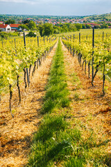 Obraz premium Sunlit Vineyard with Young Growing Grape Vines