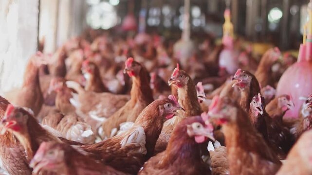 A lot of brown chicken in chicken farm