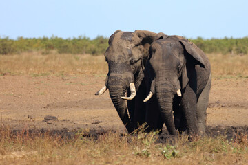 Fototapeta premium Afrikanischer Elefant / African elephant / Loxodonta africana
