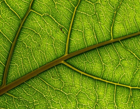 Detalle macro de la red de venas retroiluminada de una hoja verde