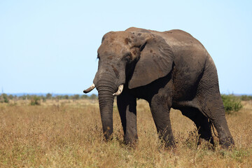 Fototapeta premium Afrikanischer Elefant / African elephant / Loxodonta africana