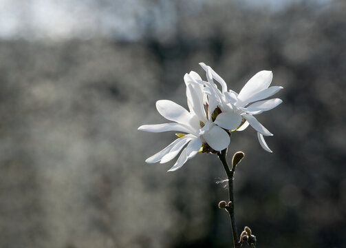 Star Magnolia (Magnolia stellata) against a blurry grey background.
