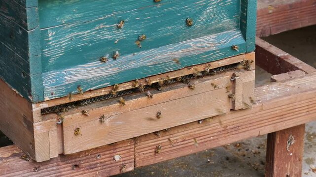 Close-up of bees entering and leaving beehive, active hive entrance, honey production and pollination concept