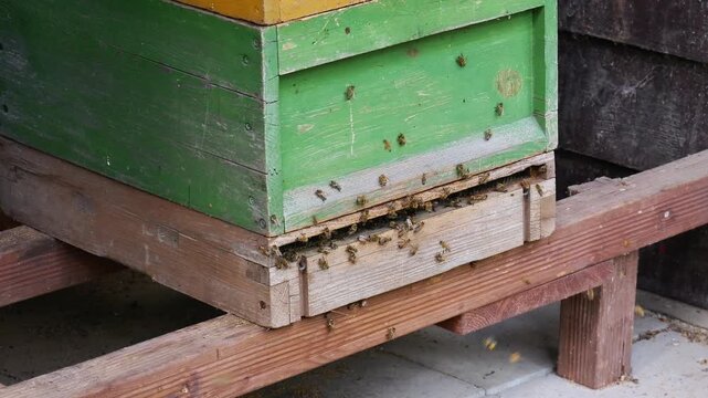 Bees flying around beehive entrance, active hive with honey production and pollination concept