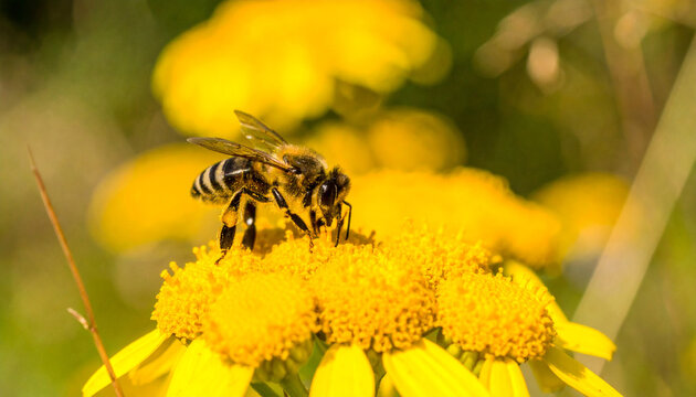 Close-up of a bee collecting nectar from a vibrant yellow flower in a meadow