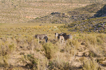 Naklejka premium Zebras graze among bushes in South Africa in the wild.