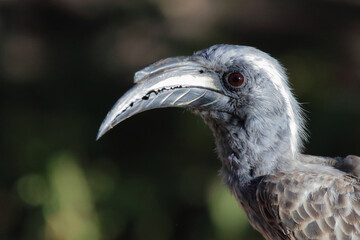 Grautoko / African grey hornbill / Lophoceros nasutus © Ludwig
