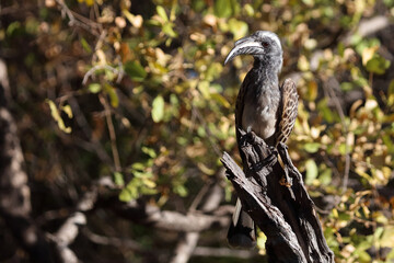 Grautoko / African grey hornbill / Lophoceros nasutus © Ludwig