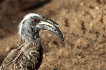 Obraz premium Grautoko / African grey hornbill / Lophoceros nasutus