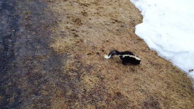 An aerial orbit shot captures a wild skunk sniffing and digging through yellowing, wet grass as winter snow melts. Authentic wildlife behavior in early spring.