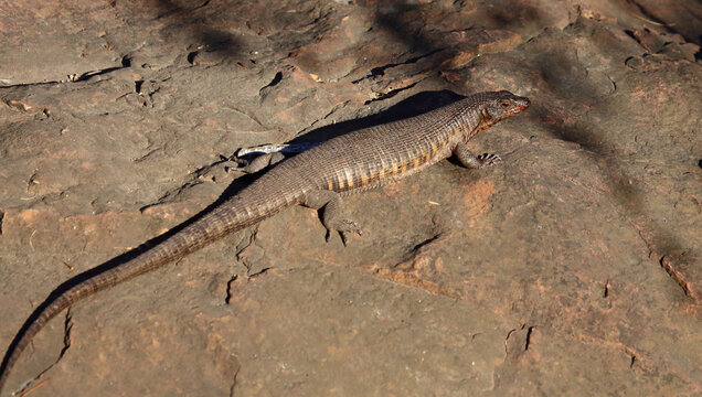 Felsen-Schildechse / Giant plated lizard / Matobosaurus validus