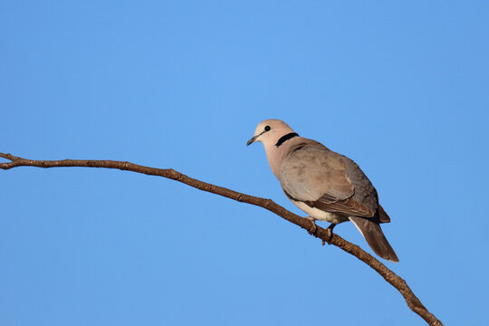 Kapturteltaube / Cape turtle dove / Streptopelia capicola