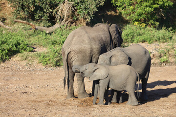 Fototapeta premium Afrikanischer Elefant / African elephant / Loxodonta africana