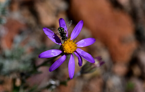 A bird hover fly (Eupeodes volucris) on a Lava Aster (Aster scopulorum) bloom in the high desert of Nevada.
