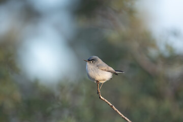 Obraz premium A Blue Grey Gnatcatcher perched on a tiny twig faces left in the soft early morning light with a background of green out of focus bushes. 