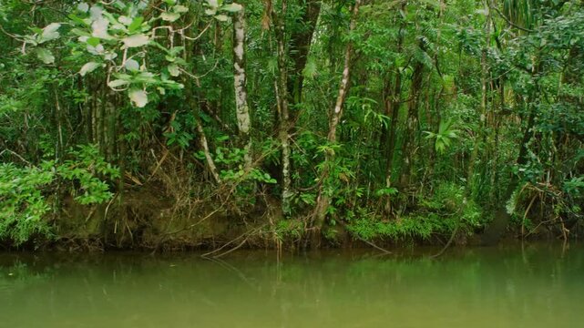 A mesmerizing view of forest from river on a boat in the Madagascar island.