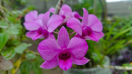 Fototapeta premium Dendrobium Bigibbum or orchid larat, dendrobium larat isolated on white background, bunga Anggrek or orchid