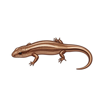 Detailed illustration of a common skink, a small, terrestrial reptile with smooth scales, captured in natural brown tones on a pristine white background