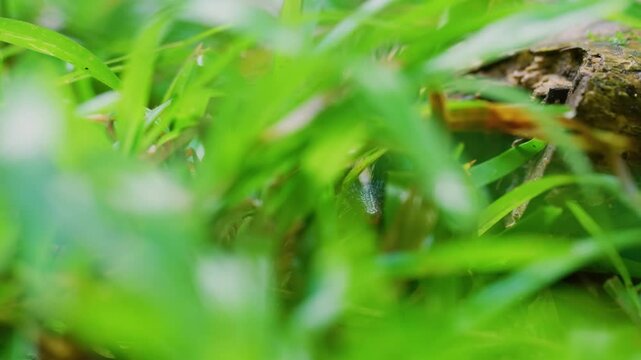 Close up of a Lowland Streaked Tenrec (Hemicentetes semispinosus) in grass.