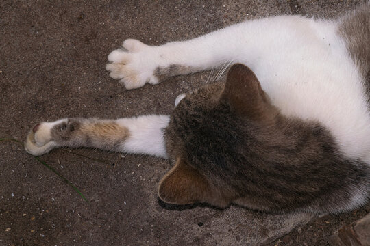 Cat resting on the groun in un  Argentina