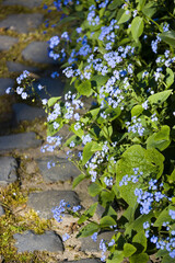 Naklejka premium Grossblättriges Kaukasusvergissmeinnicht (Brunnera macrophylla)