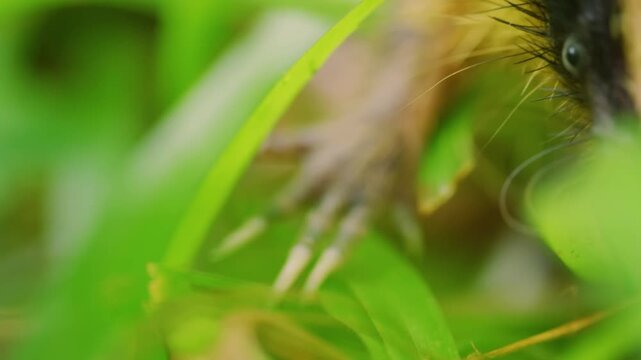 Extreme close up of a Lowland Streaked Tenrec (Hemicentetes semispinosus).