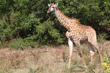 Fototapeta premium Giraffe / Giraffe / Giraffa camelopardalis