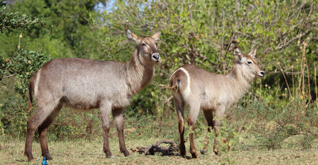 Obraz premium Wasserbock / Waterbuck / Kobus ellipsiprymnus