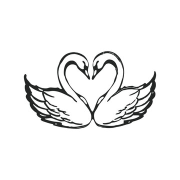Hand drawn swan pair illustration of two swans forming a heart shape vector style