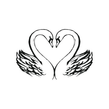 Hand drawn swan pair illustration of two swans forming a heart shape vector style