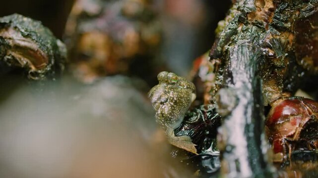 Mudskipper (Periophthalmus) on Wetland in Madagascar island.