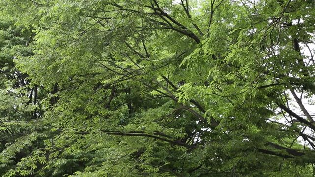 대한민국 서울의 공원에서 촬영한 싱그러운 여름 나무의 푸른 잎사귀와 나뭇가지 풍경. 햇살을 머금은 녹색 나뭇잎들이 겹쳐진 한국의 평화롭고 울창한 자연 배경 이미지.