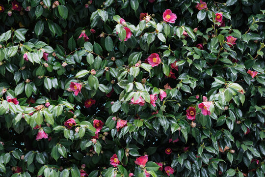 開花し始めた椿。蕾も多い。