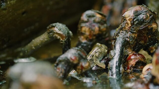 Mudskipper (Periophthalmus) near oyster in Madagascar island.