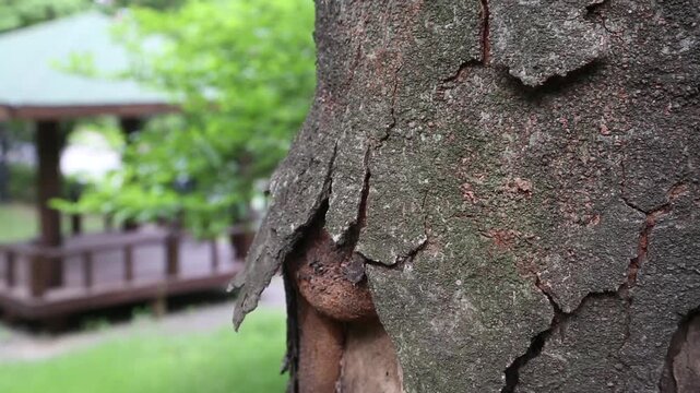 대한민국 서울의 공원에서 촬영한 오래된 나무줄기와 거친 나무껍질의 디테일 클로즈업. 배경으로 정자가 보이는 평화롭고 싱그러운 여름날의 한국 도심 공원 자연 풍경 이미지.