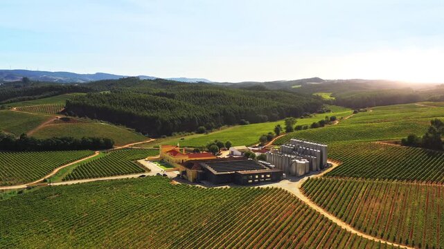 Aerial drone shot of scenic winery surrounded by vast green vineyards and rolling hills under blue sky during bright sunny day