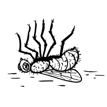 Drawing sketch style illustration of a dead fly on its back struggling to go upright upside down on isolated background done in black and white line art.