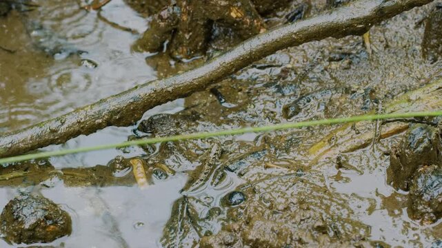 Mudskipper is a fish that lives on land, freshwater, brackish water and saltwater. It is considered a fish that helps maintain the balance of the ecosystem